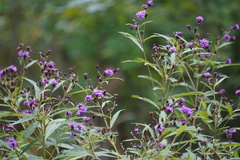Vernonia noveboracensis