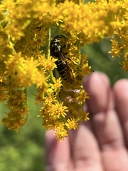 Vespula vidua