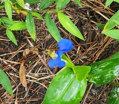 Commelina communis