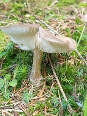 Megacollybia