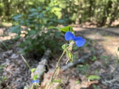 Commelina erecta
