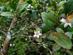 Mouriri helleri