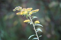 Solidago