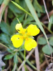 Potentilla erecta