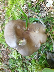 Megacollybia