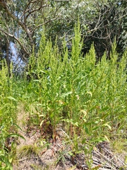 Rumex stenophyllus