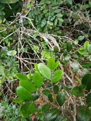 Mouriri helleri