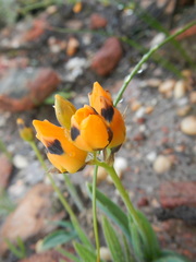 Ornithogalum maculatum
