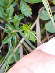 Potentilla erecta