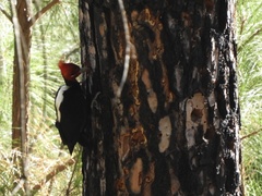 Campephilus leucopogon