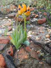 Ornithogalum maculatum