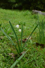 Leucojum aestivum