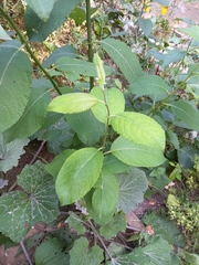Salix caprea