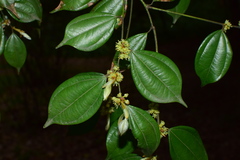 Lindera aggregata
