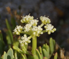 Crithmum maritimum