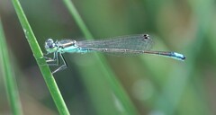 Ischnura denticollis