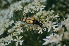 Rutpela maculata