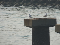 Chroicocephalus ridibundus