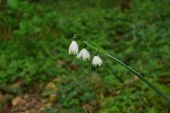 Leucojum aestivum