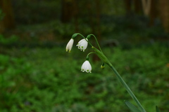 Leucojum aestivum