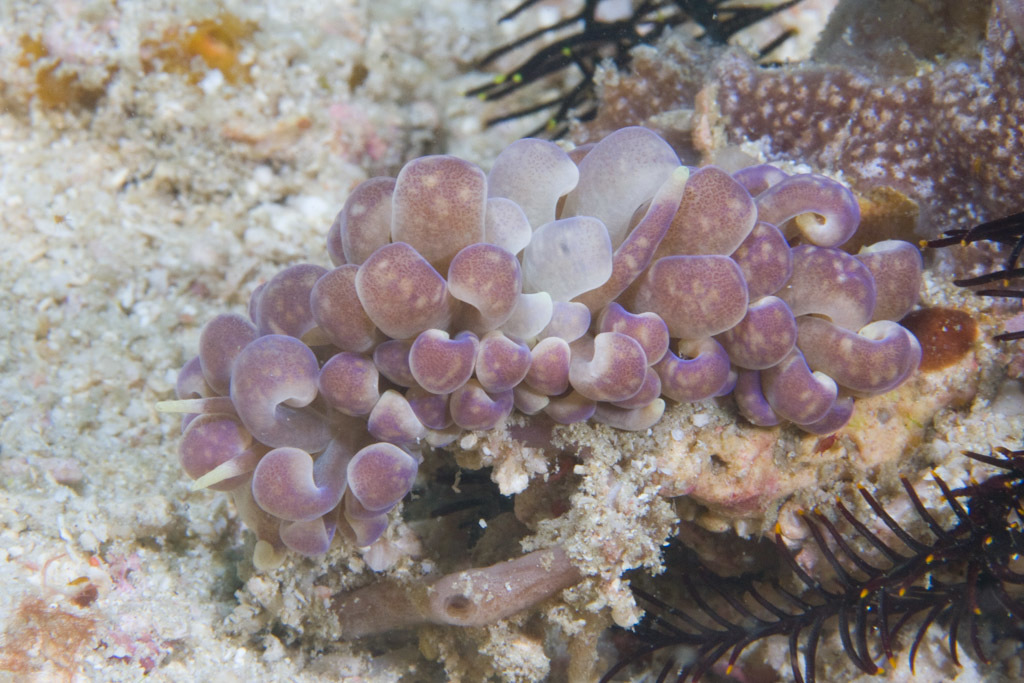 Phyllodesmium magnum