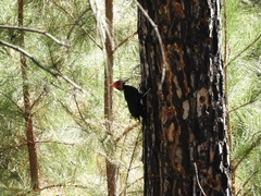 Campephilus leucopogon