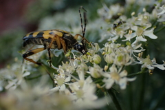 Rutpela maculata