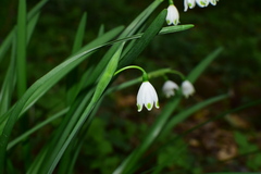 Leucojum aestivum