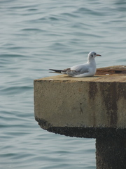 Chroicocephalus ridibundus