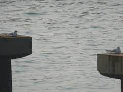 Chroicocephalus ridibundus