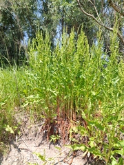 Rumex stenophyllus