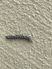 Phryganidia californica