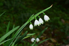 Leucojum aestivum