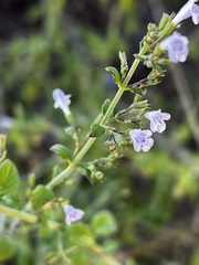 Clinopodium