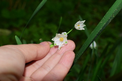 Leucojum aestivum