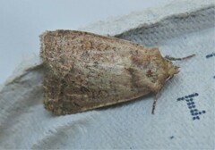 Eriopygini