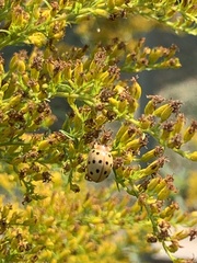 Epilachna varivestis