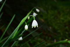 Leucojum aestivum
