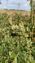 Fallopia