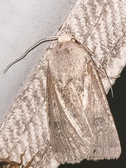 Agrotis segetum