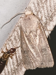 Agrotis segetum