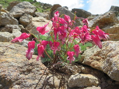 Dicentra peregrina