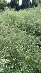 Parthenium hysterophorus