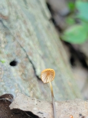 Marasmius siccus