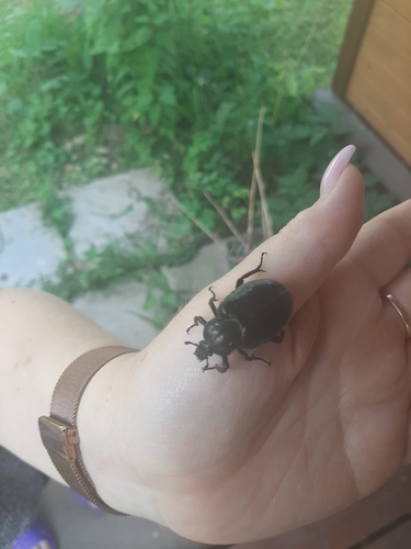 Hermit Beetle