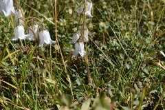 Campanula barbata