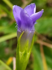 Gentianopsis ciliata