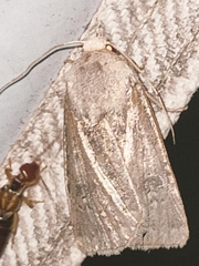 Agrotis segetum