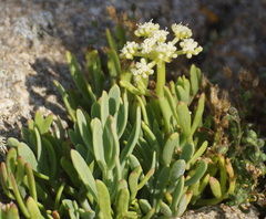 Crithmum maritimum