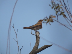 Turdus naumanni